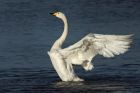 Whoopers_130114n.jpg