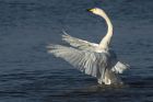 Filename=Whoopers_130114o.jpg
Filesize=267KB
Dimensions=1200x800
Date added=Mar 06, 2014 Whoopers_130114o.jpg