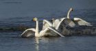 Whoopers_130114q.jpg