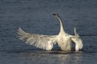 Whoopers_130114v.jpg