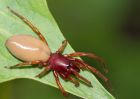 WoodlouseSpider_100509d.jpg