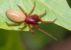 WoodlouseSpider_100509f.jpg