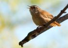 Wren_180409a.jpg