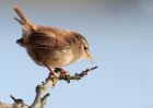 Wren_280310aa.jpg