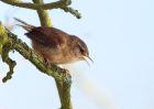 Wren_280310c.jpg