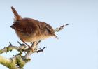 Filename=Wren_280310d.jpg
Filesize=186KB
Dimensions=1000x714
Date added=Apr 05, 2010 Wren_280310d.jpg