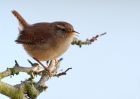 Wren_280310e.jpg