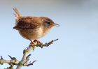 Wren_280310g.jpg