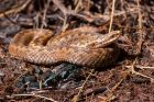 adder_020711b.jpg