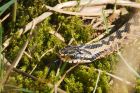 Filename=adder_HB_070423b.jpg
Filesize=841KB
Dimensions=1300x867
Date added=Aug 23, 2024 adder_HB_070423b.jpg