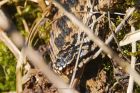 Filename=adder_HB_070423c.jpg
Filesize=791KB
Dimensions=1300x867
Date added=Aug 23, 2024 adder_HB_070423c.jpg