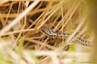 adder_HB_110521a.jpg