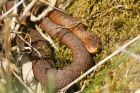 adder_HB_130519a.jpg