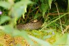 Filename=adder_HB_150823a.jpg
Filesize=710KB
Dimensions=1300x867
Date added=Aug 28, 2025 adder_HB_150823a.jpg