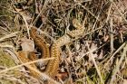 adder_HB_230421a.jpg