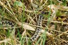 adder_HB_230421cc.jpg