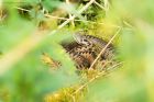 Filename=adder_HB_230823a.jpg
Filesize=847KB
Dimensions=1300x867
Date added=Aug 28, 2025 adder_HB_230823a.jpg