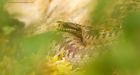 Filename=adder_HB_280723b.jpg
Filesize=618KB
Dimensions=1300x700
Date added=Aug 28, 2025 adder_HB_280723b.jpg