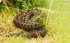 Filename=adder_HB_280723cc.jpg
Filesize=645KB
Dimensions=1300x817
Date added=Aug 28, 2025 adder_HB_280723cc.jpg