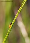 agridSawfly_310510a.jpg