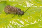 alderFly_140508a.jpg