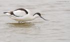 Filename=av_marshside_190319f.jpg
Filesize=744KB
Dimensions=1300x774
Date added=Mar 04, 2021 av_marshside_190319f.jpg