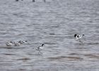 avocet_100409b.jpg