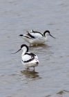 avocet_100409p.jpg