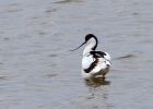 avocet_100409q.jpg