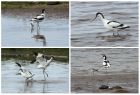 avocet_130514.jpg