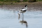 Filename=avocet_130514f.jpg
Filesize=268KB
Dimensions=1200x800
Date added=Aug 03, 2014 avocet_130514f.jpg