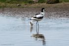 avocet_130514f.jpg