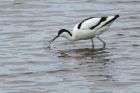 avocet_130514m.jpg