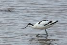 avocet_130514n.jpg