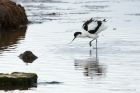 avocet_130514o.jpg