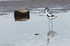 avocet_130514q.jpg