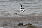 avocet_130514s.jpg