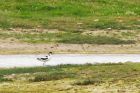 avocet_170716a.jpg