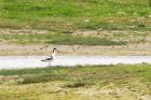 avocet_170716b.jpg