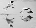 avocet_190413a1.jpg