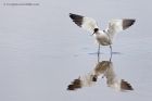 avocet_190413d.jpg