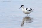 Filename=avocet_190413g.jpg
Filesize=243KB
Dimensions=1000x667
Date added=Jun 23, 2013 avocet_190413g.jpg