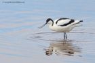 avocet_190413j.jpg