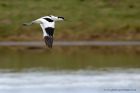 avocet_190413p.jpg