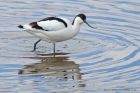 avocet_190413t.jpg