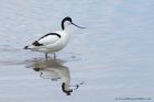 avocet_190413zi.jpg