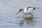 avocet_190413zk.jpg