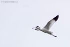 avocet_200612c.jpg