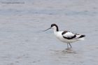 avocet_200612i.jpg