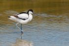 avocet_230615b.jpg